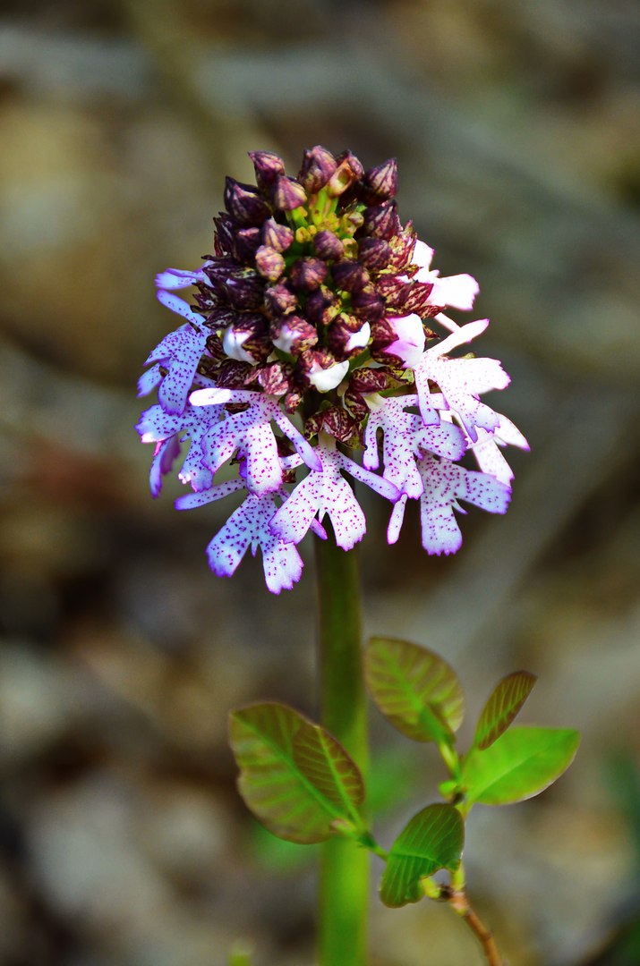 Чайная беседка