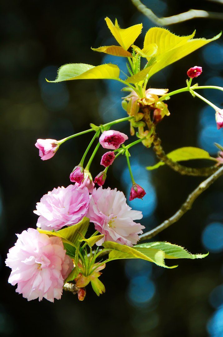 Чайная беседка