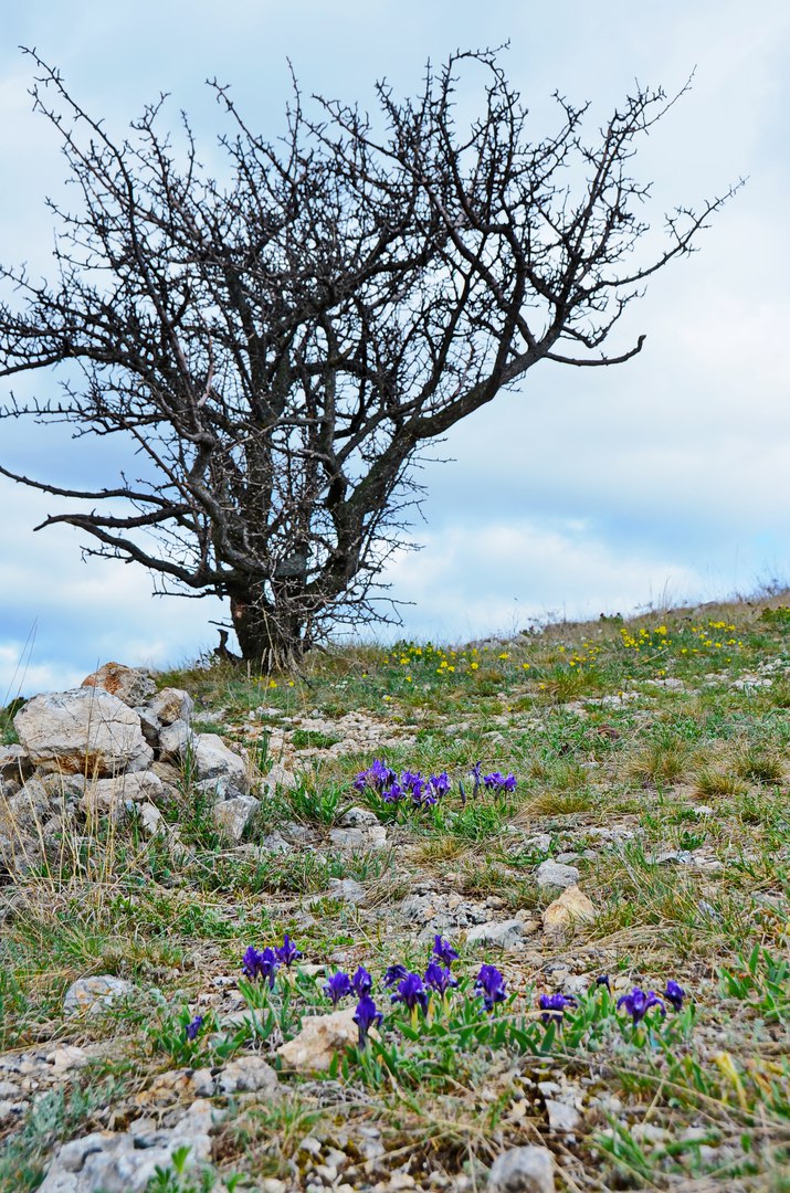 Чайная беседка