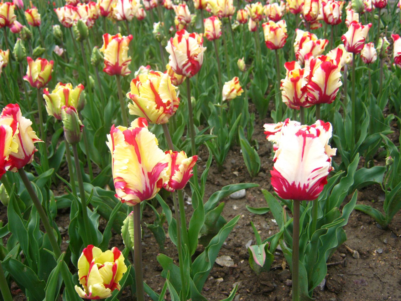 Чайная беседка