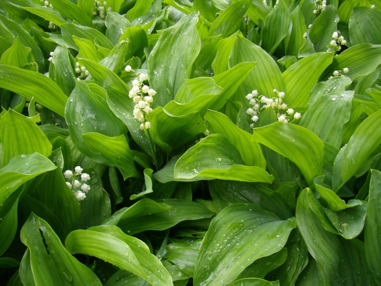 Чайная беседка