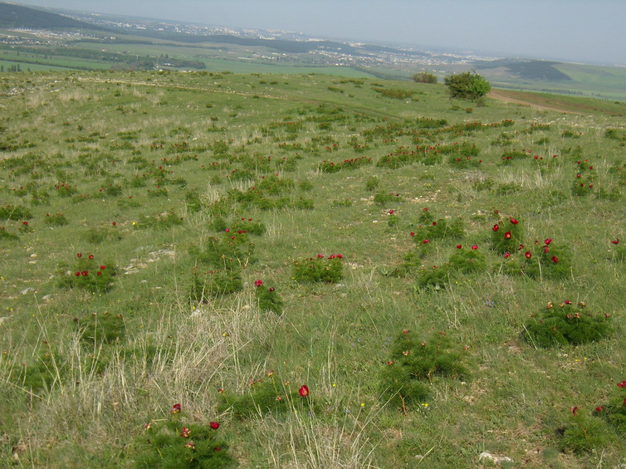 Чайная беседка