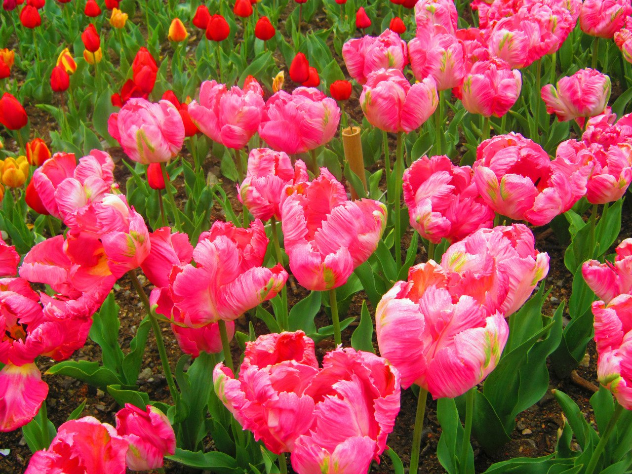 Чайная беседка