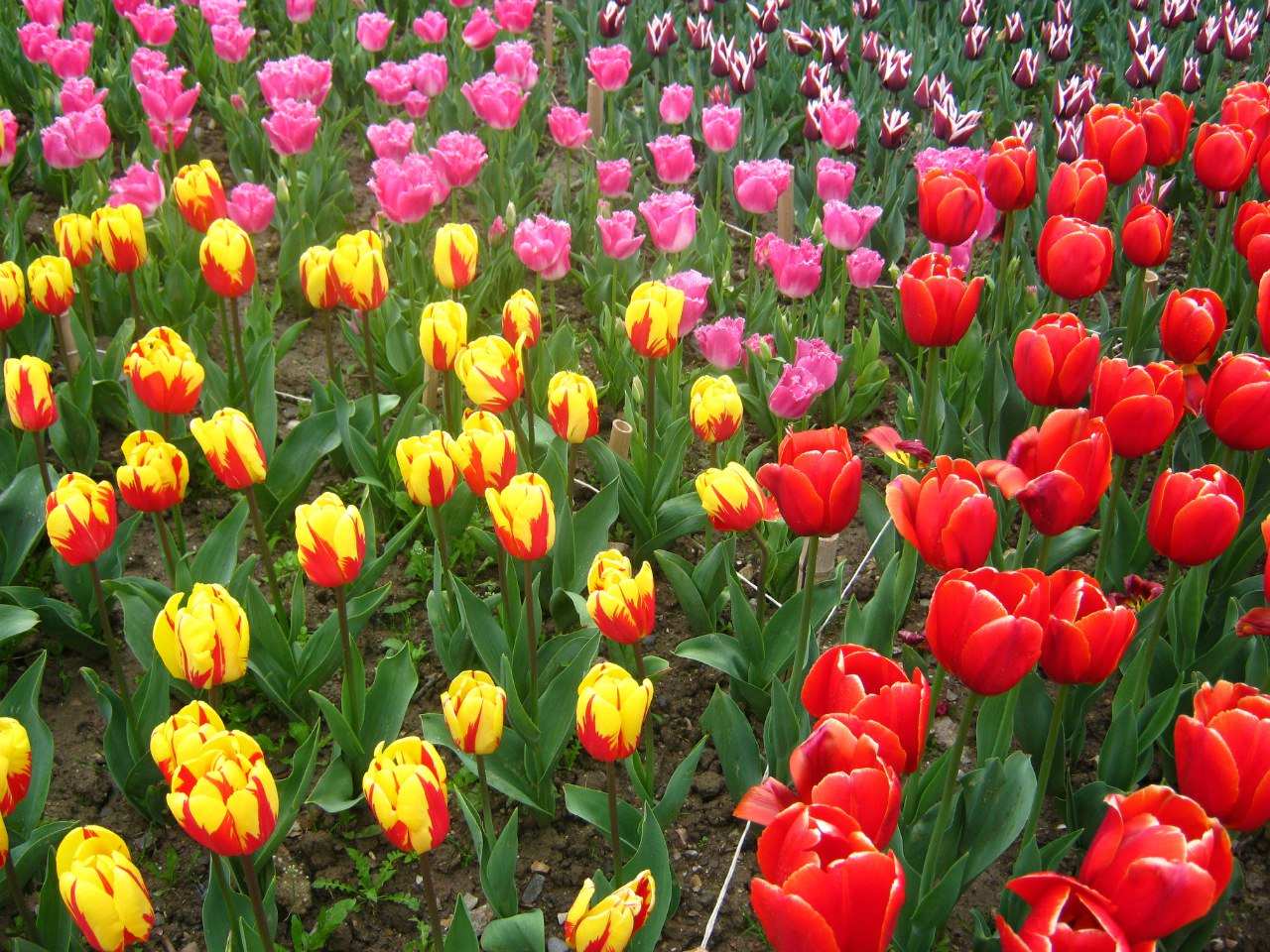 Чайная беседка