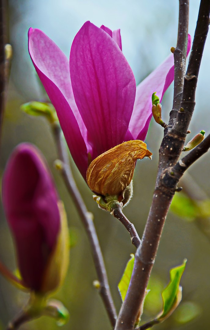 Чайная беседка