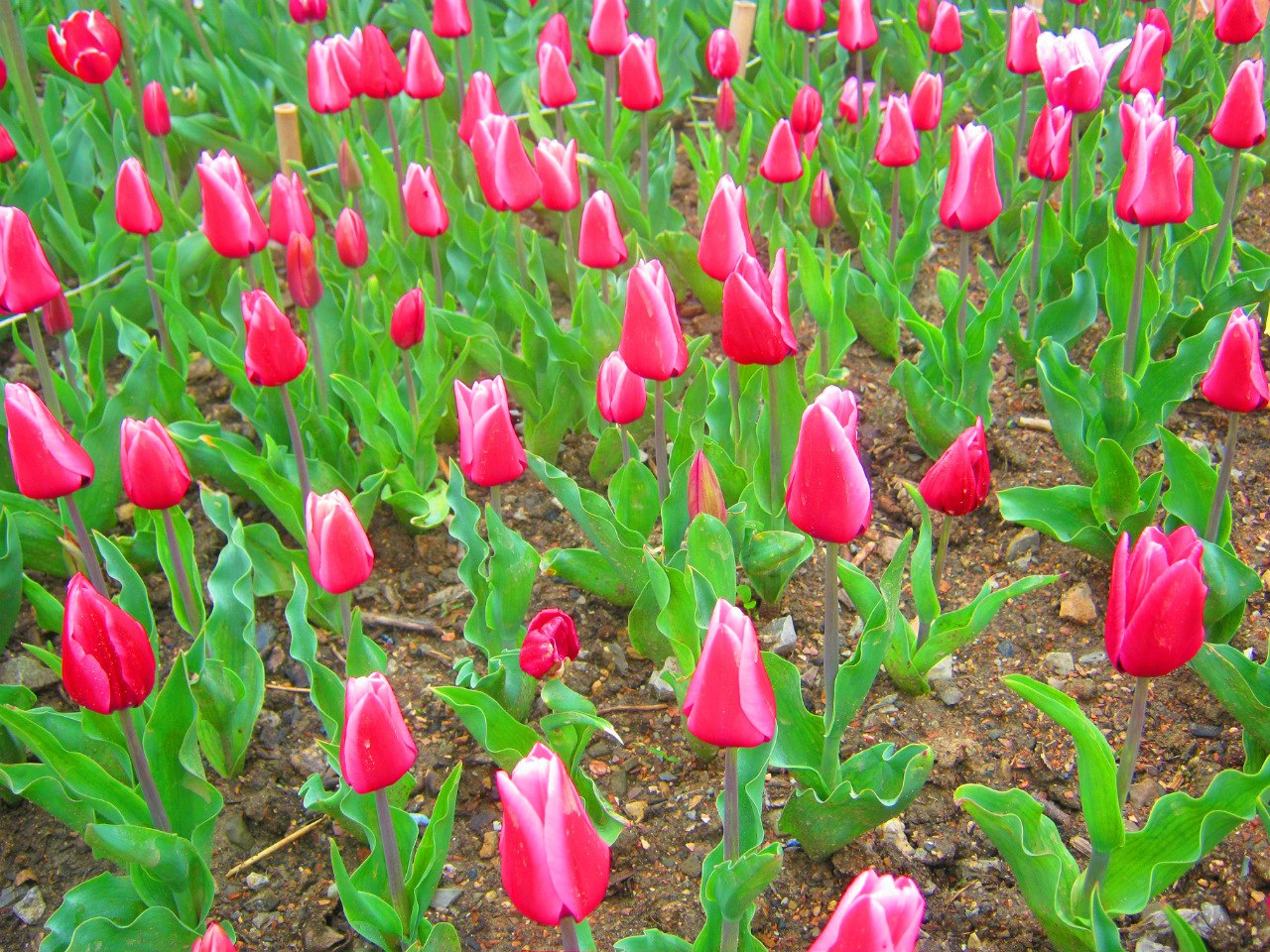 Чайная беседка