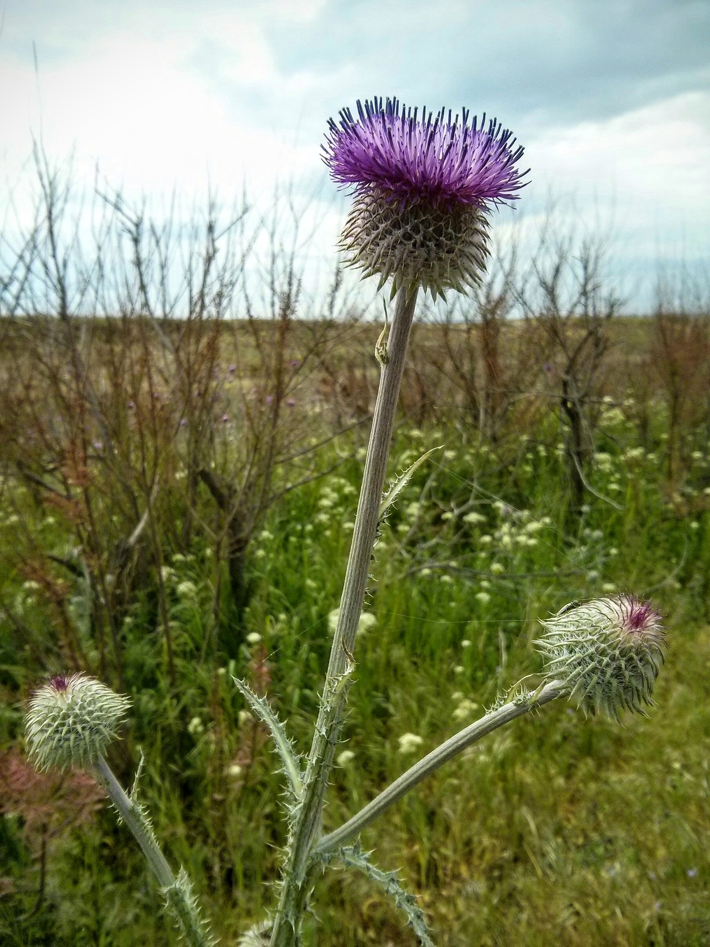 Чайная беседка