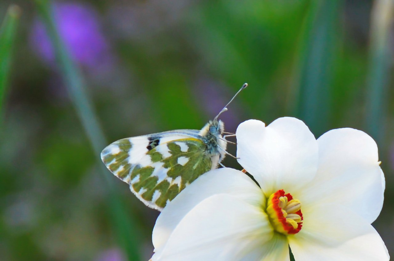 Чайная беседка