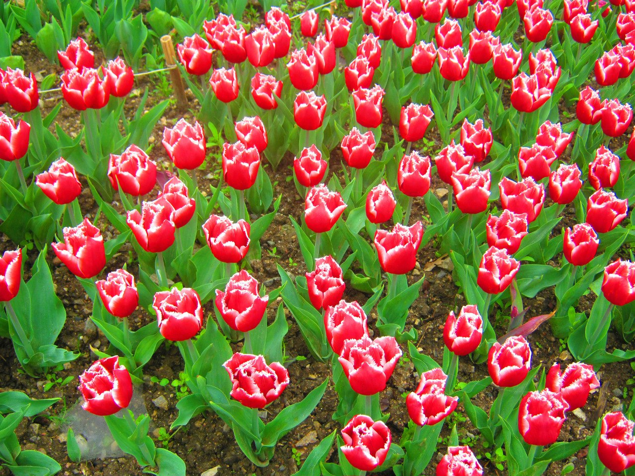 Чайная беседка