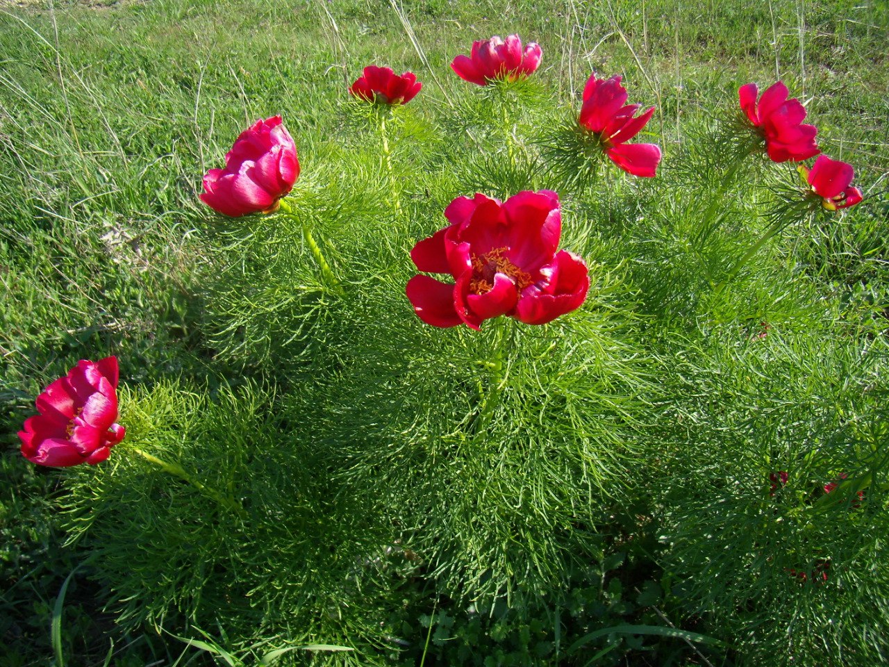 Чайная беседка