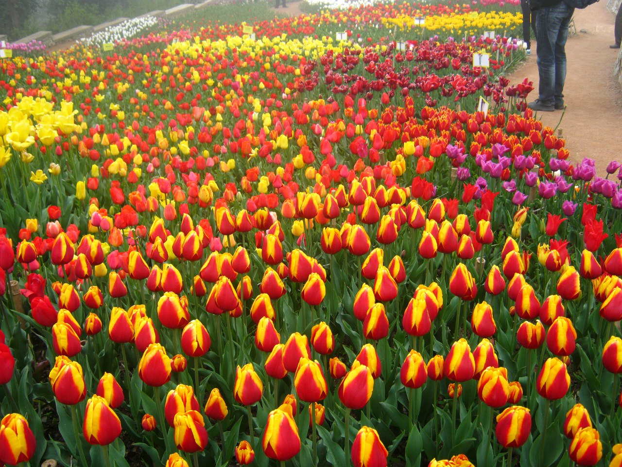 Чайная беседка