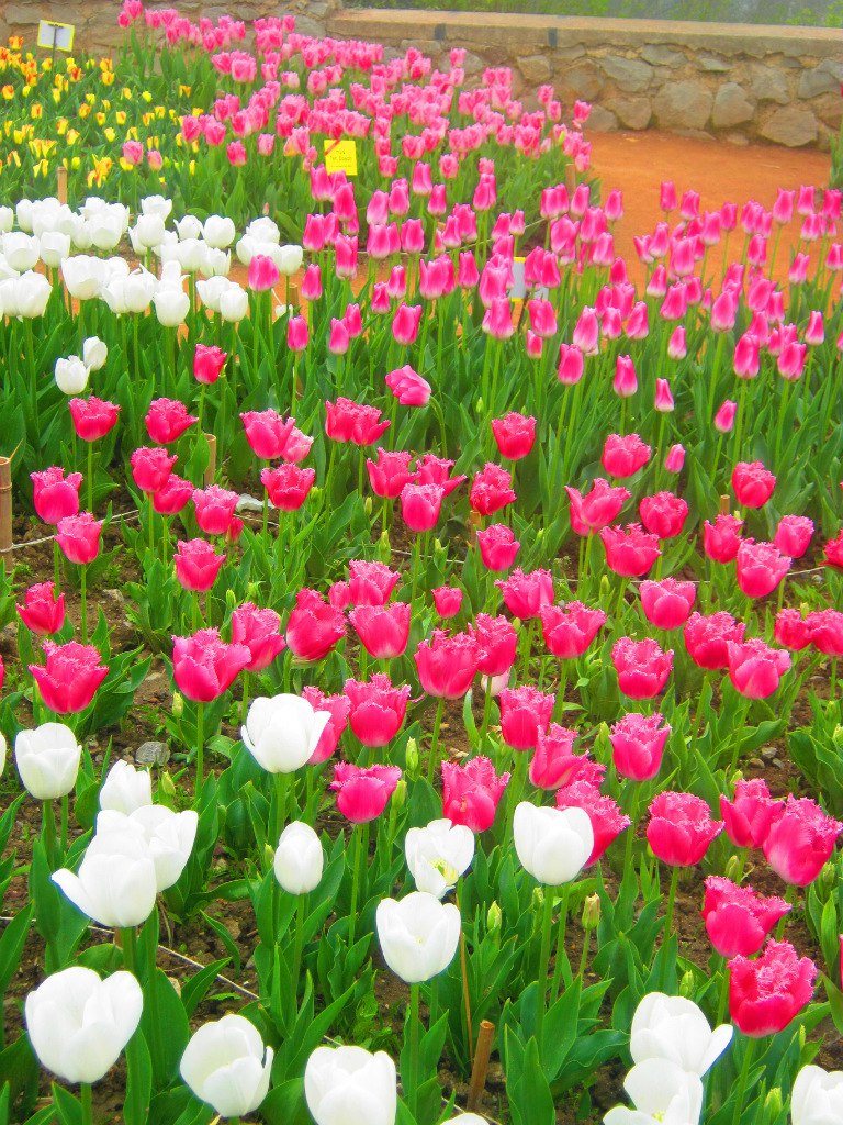 Чайная беседка