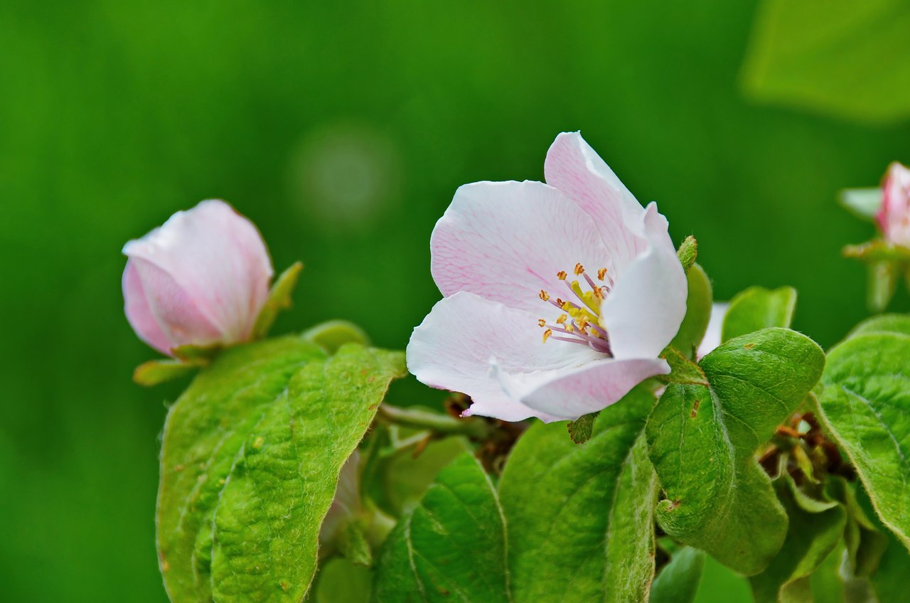 Чайная беседка