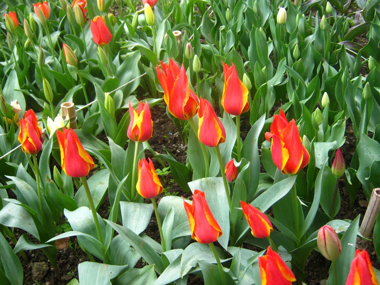 Чайная беседка