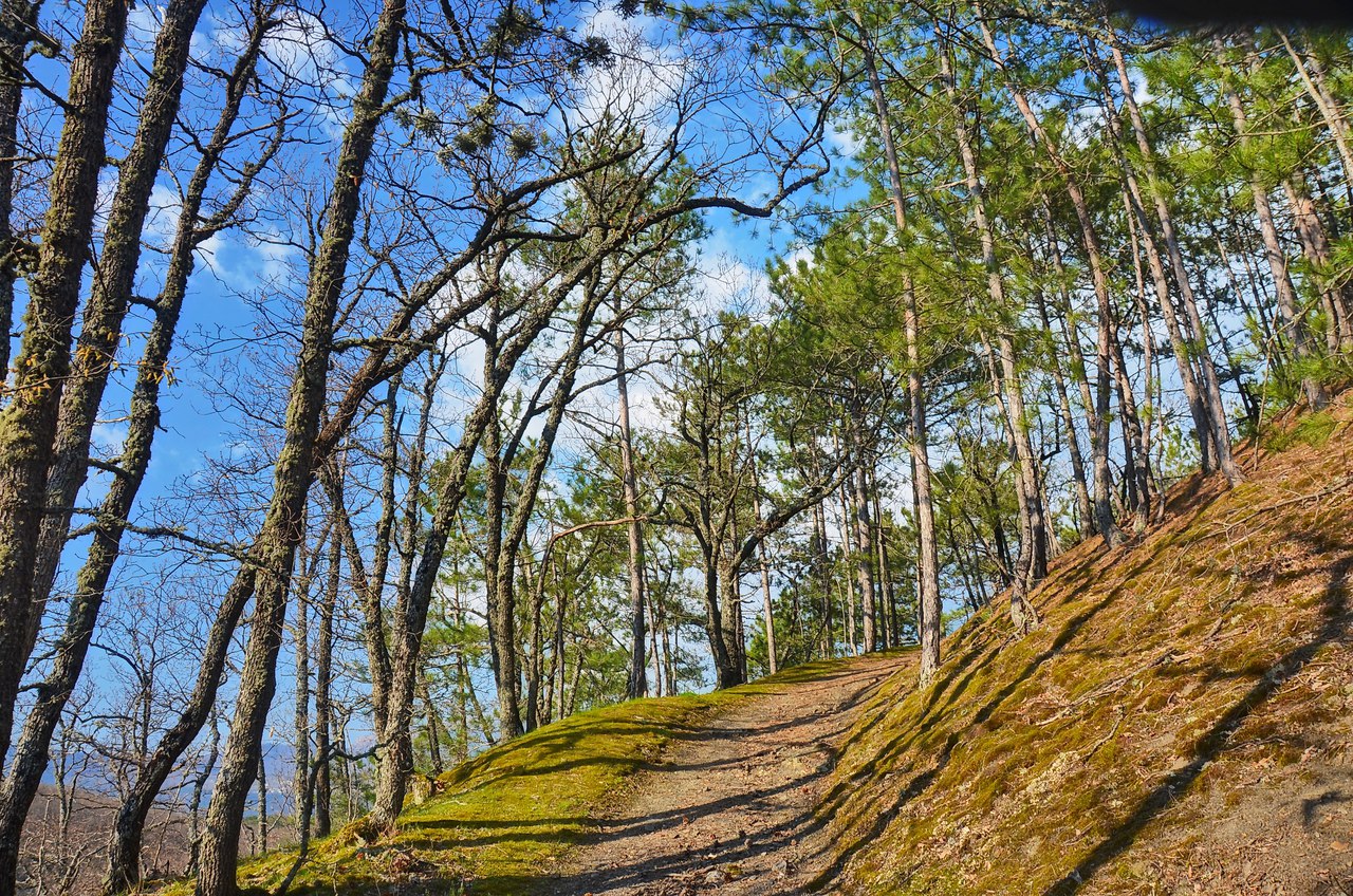 Чайная беседка