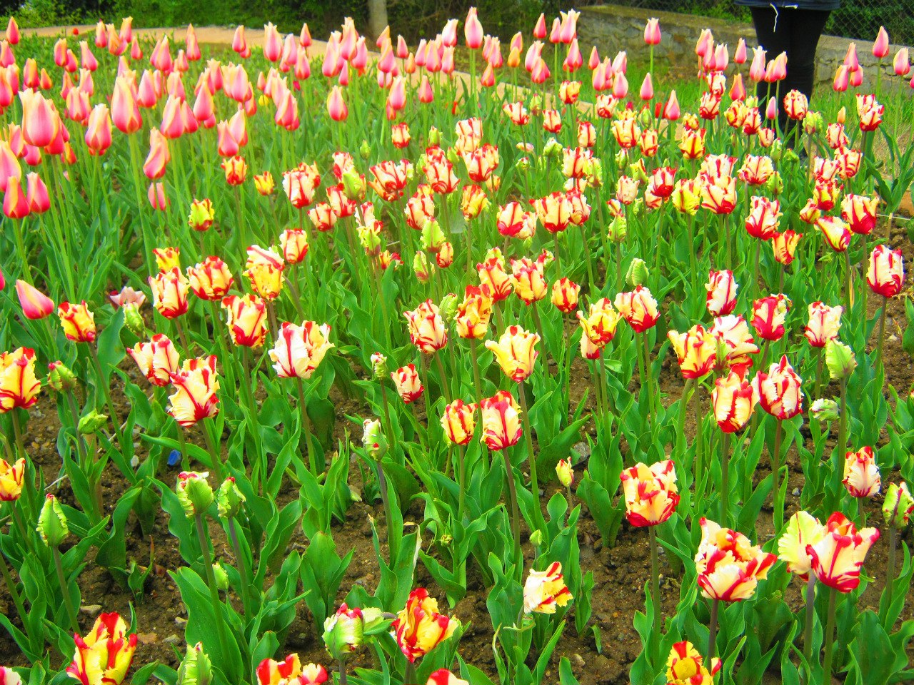 Чайная беседка