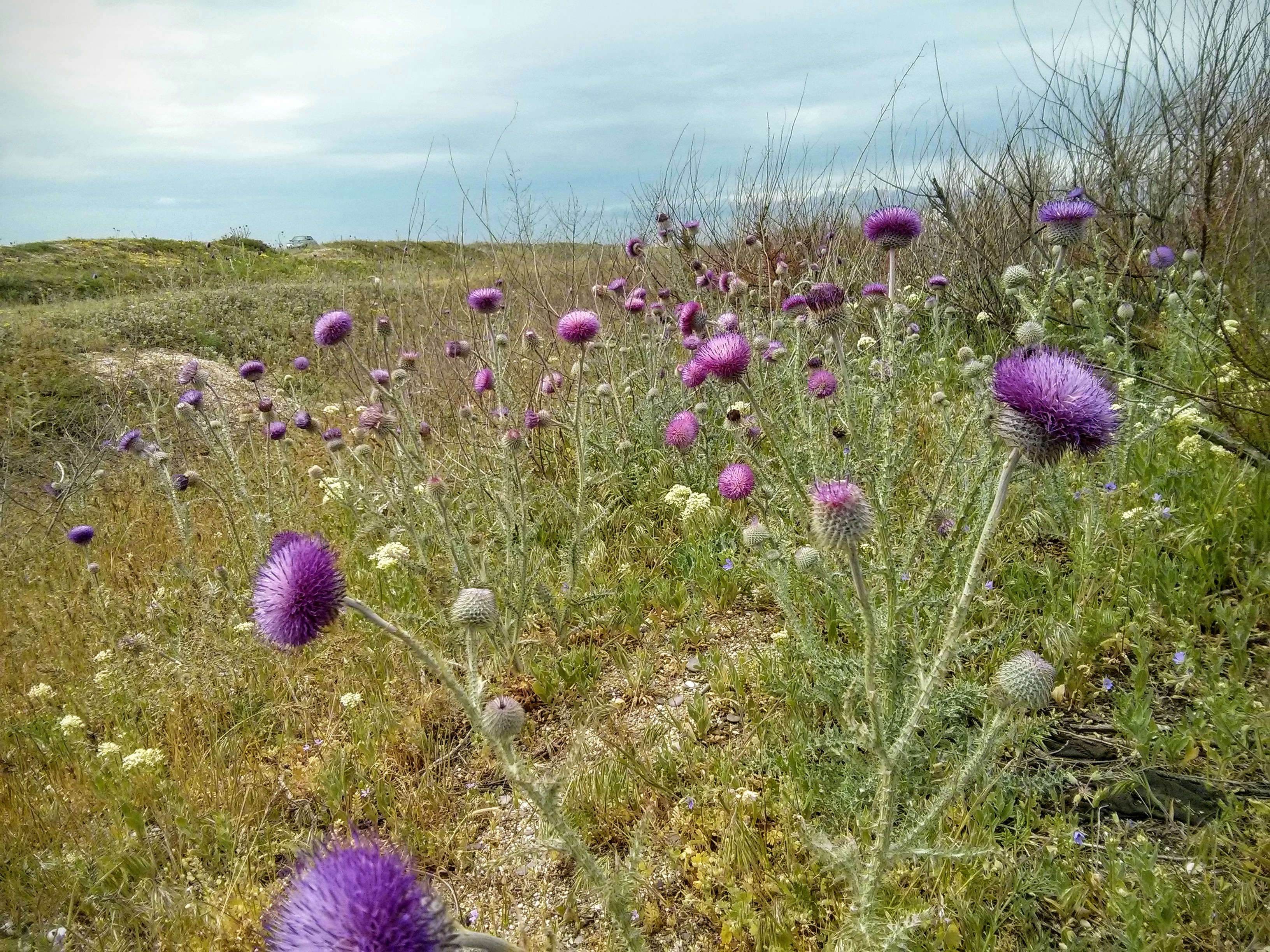 Чайная беседка