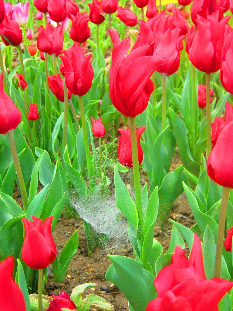 Чайная беседка