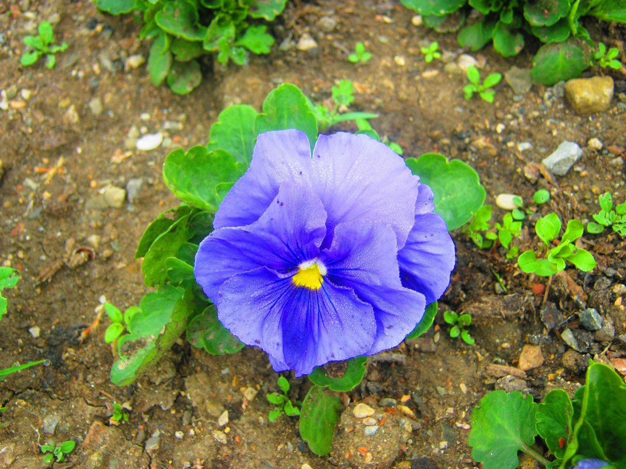 Чайная беседка