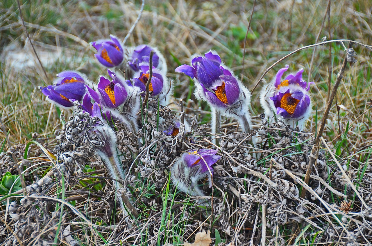 Чайная беседка