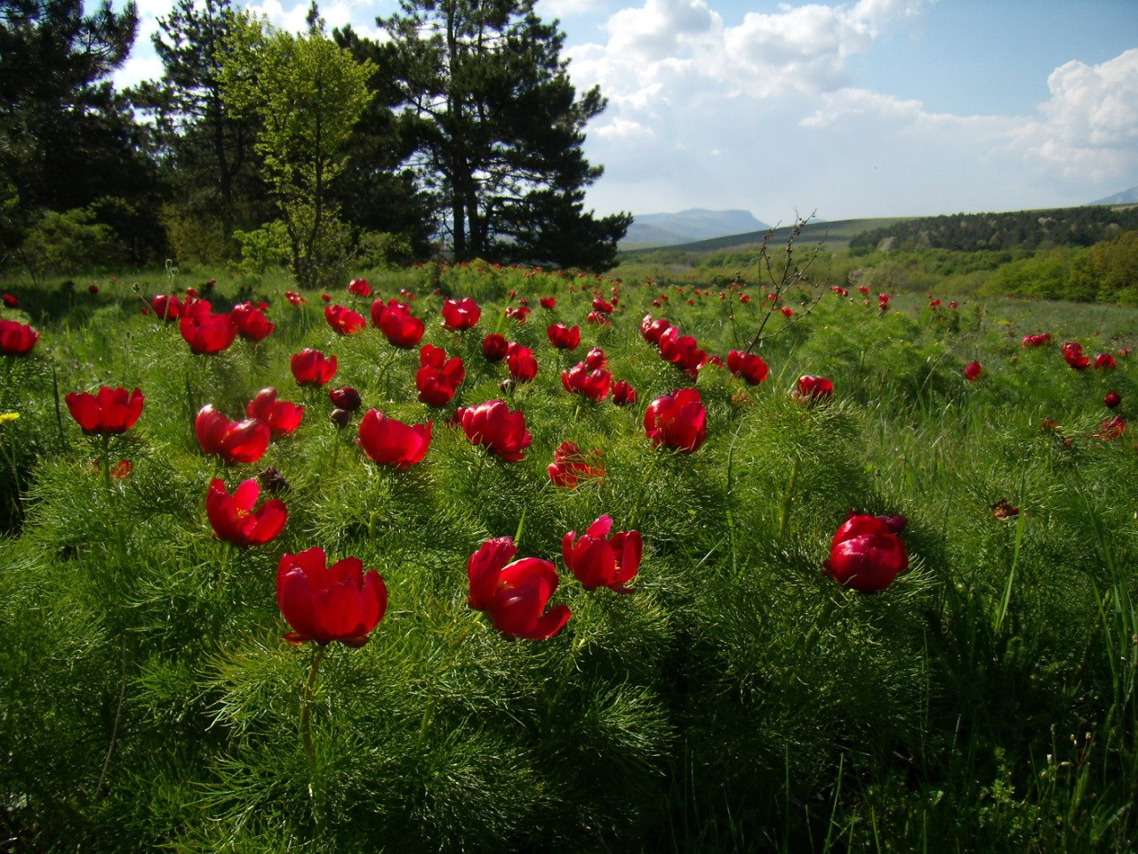 Чайная беседка