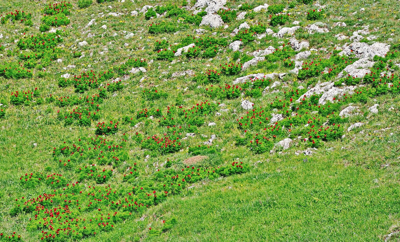 Чайная беседка