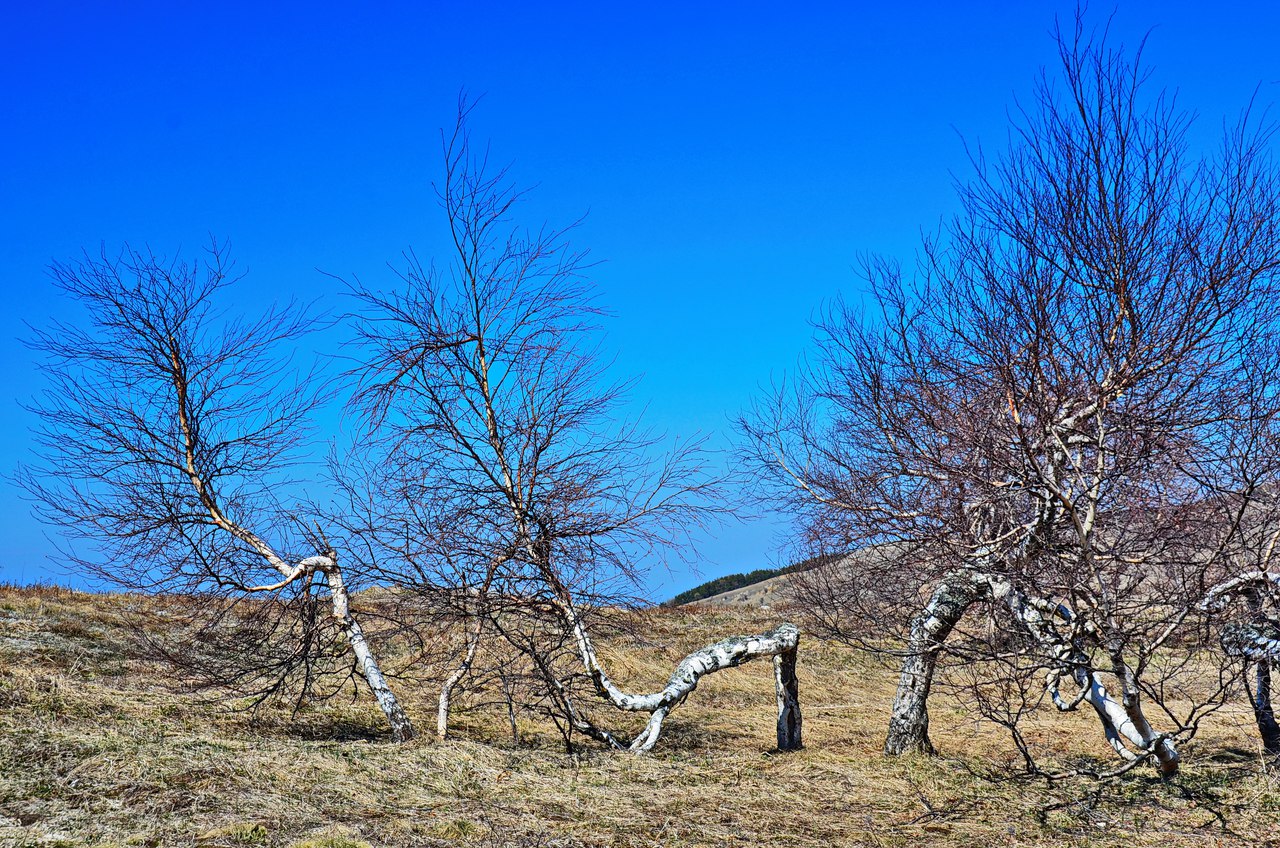 Чайная беседка