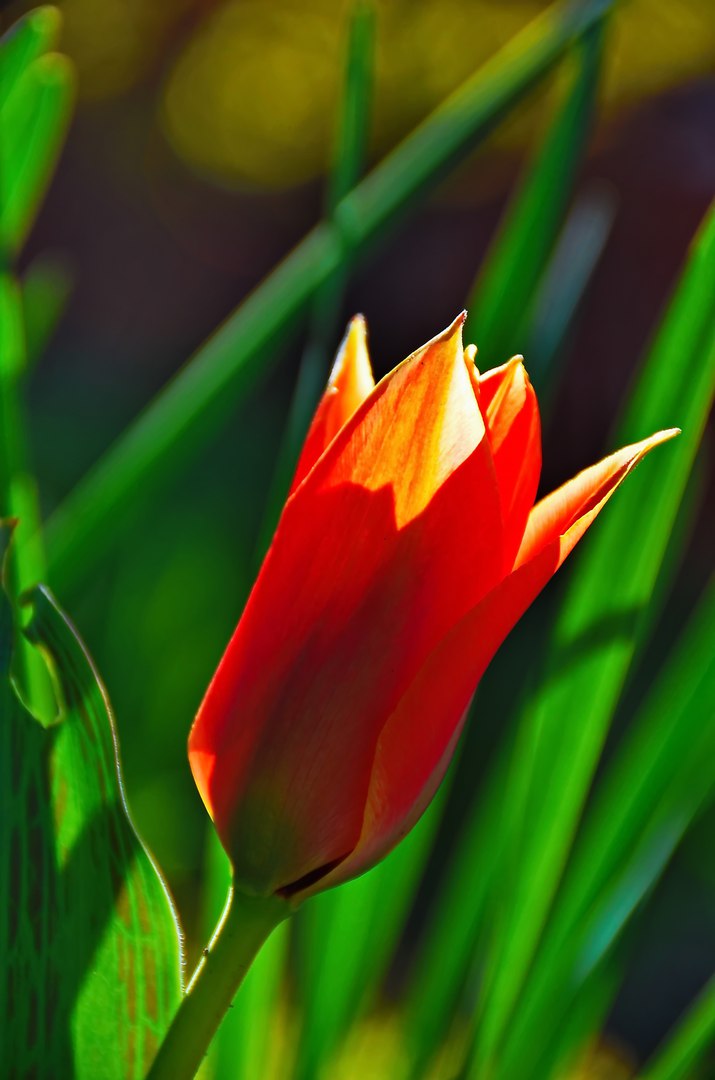 Чайная беседка