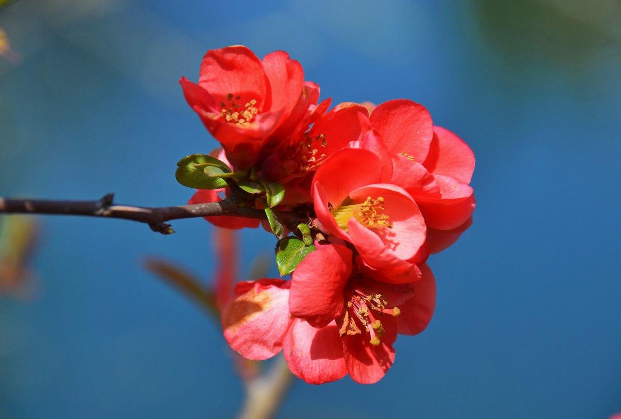 Чайная беседка