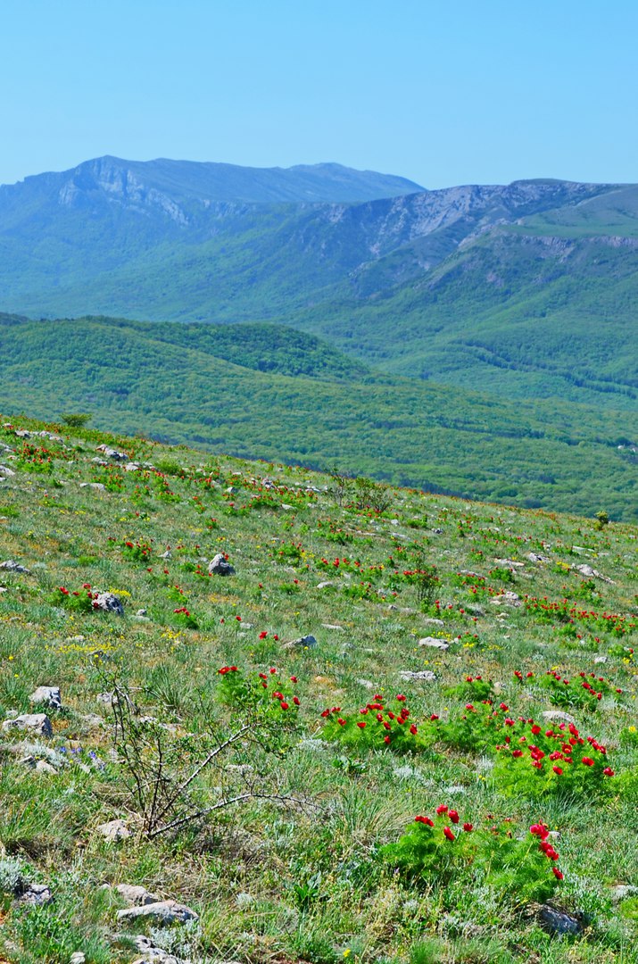 Чайная беседка