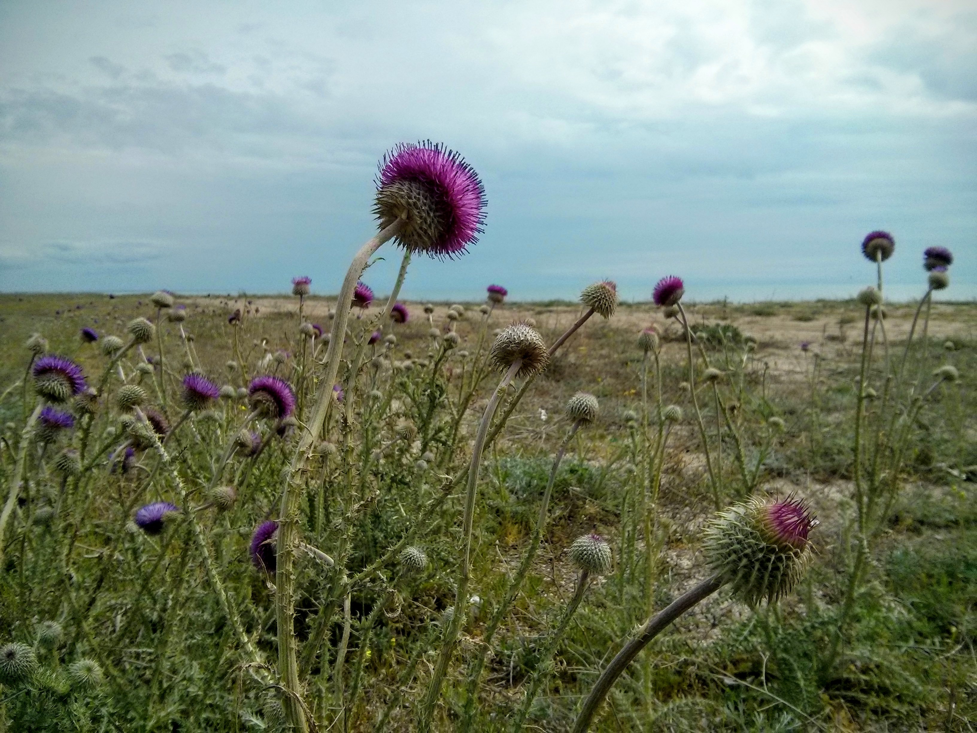 Чайная беседка