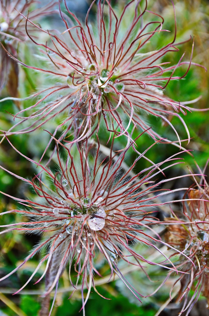 Чайная беседка