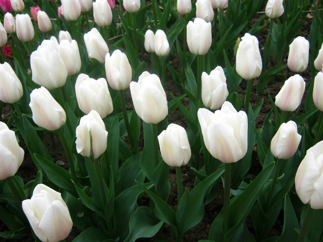 Чайная беседка