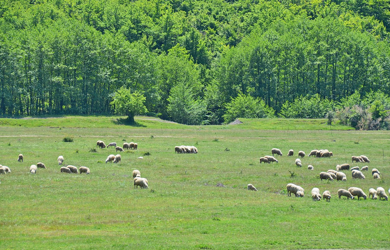 Чайная беседка