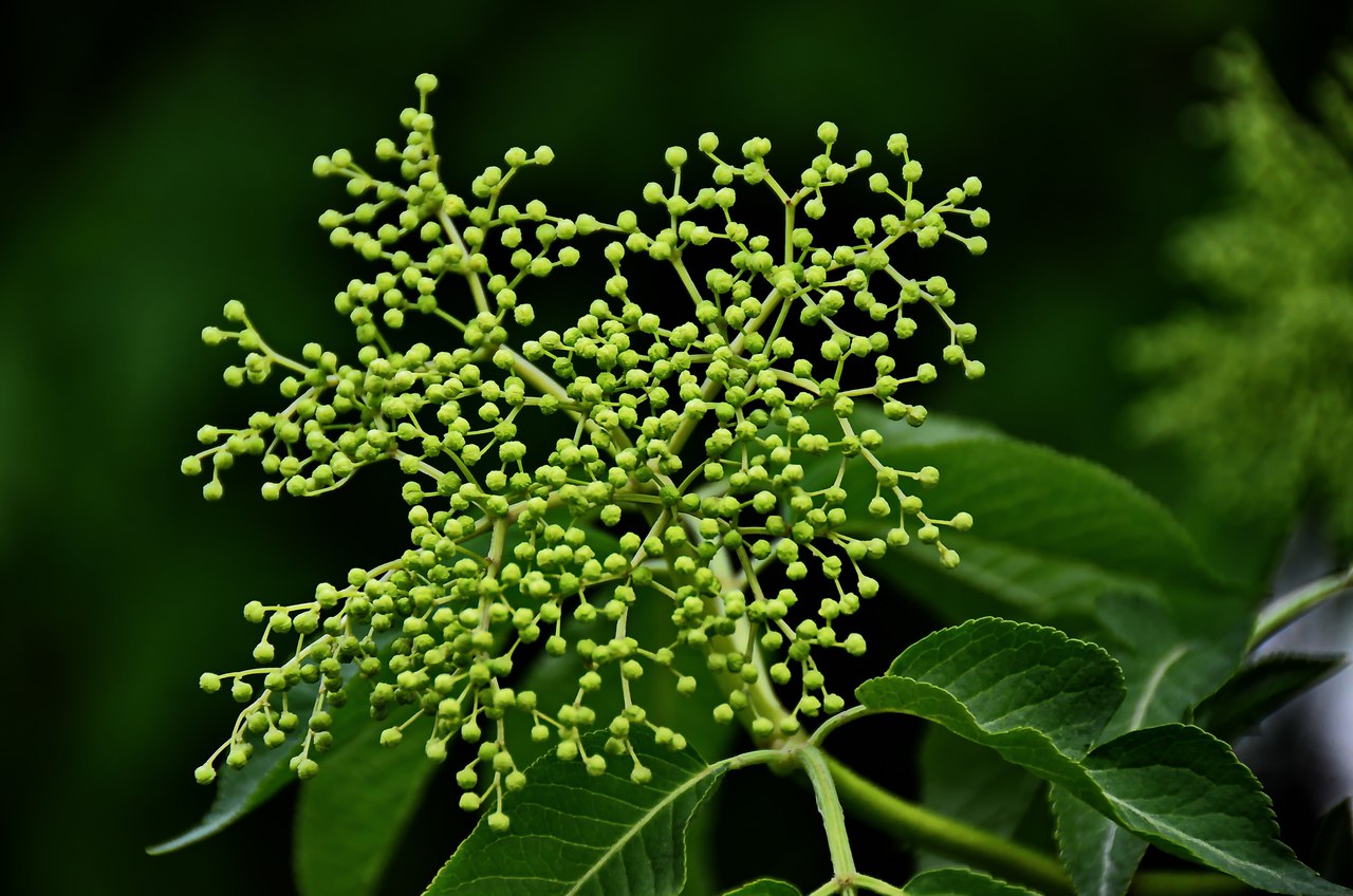 Чайная беседка