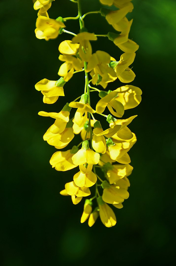 Чайная беседка