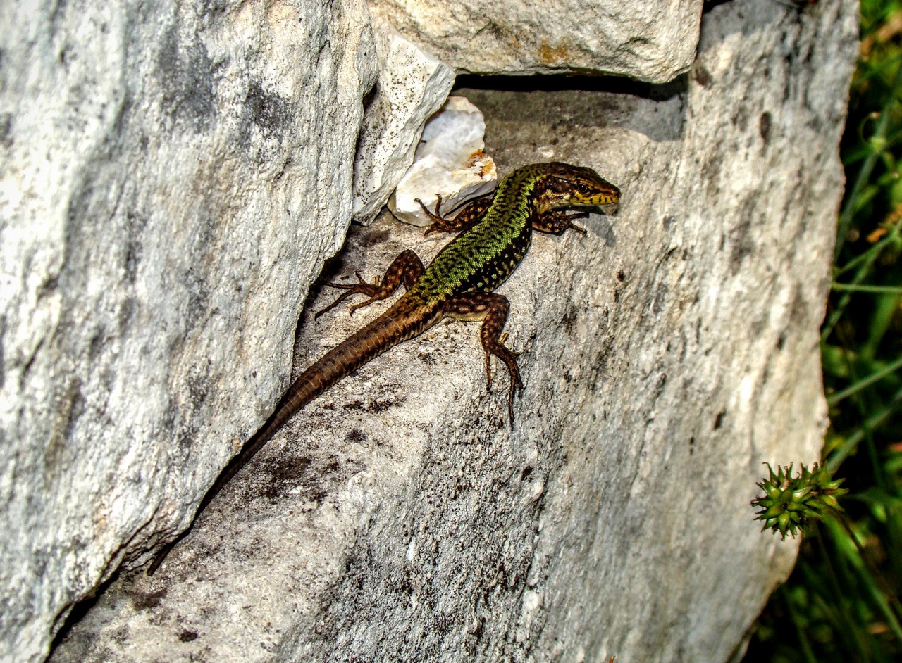 Чайная беседка