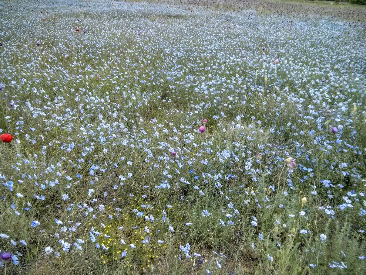 Чайная беседка