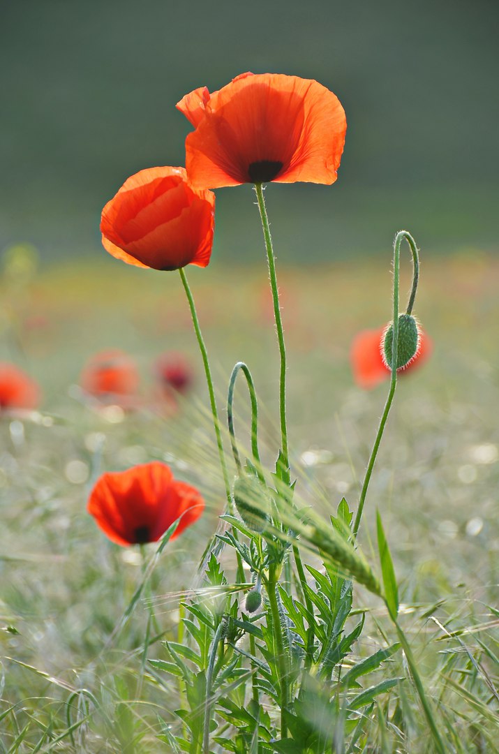 Чайная беседка