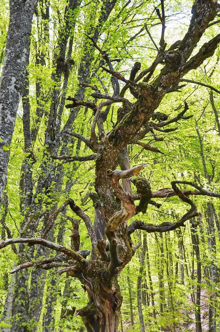 Чайная беседка