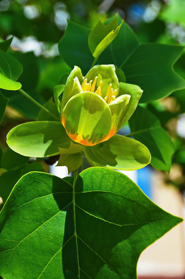 Чайная беседка