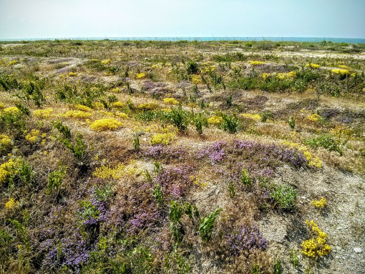 Чайная беседка