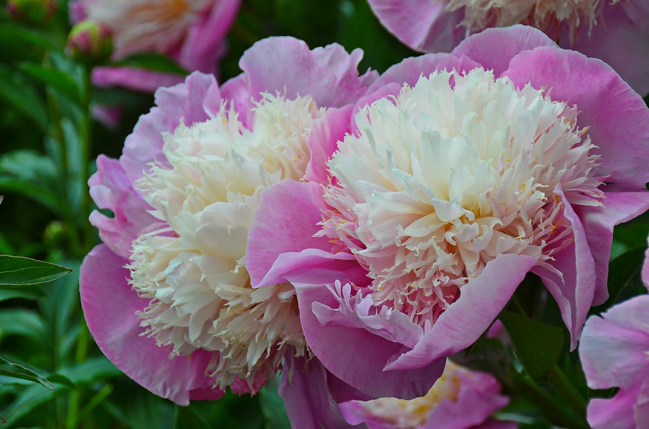 Чайная беседка