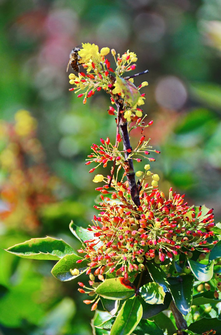 Чайная беседка