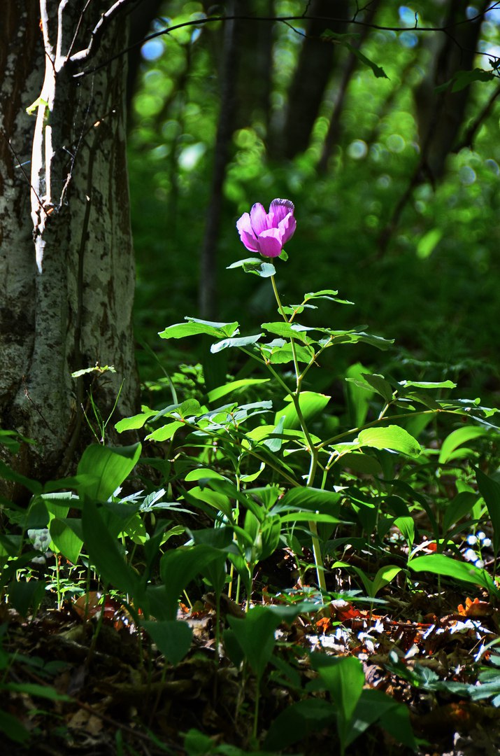 Чайная беседка