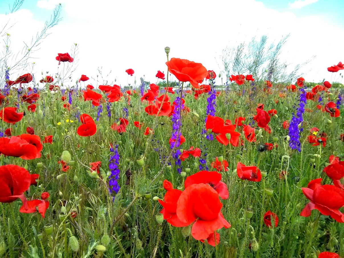 Чайная беседка