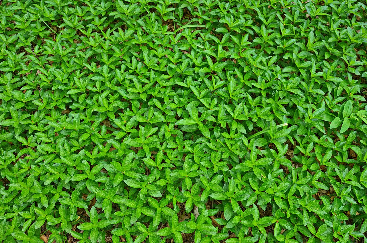 Чайная беседка