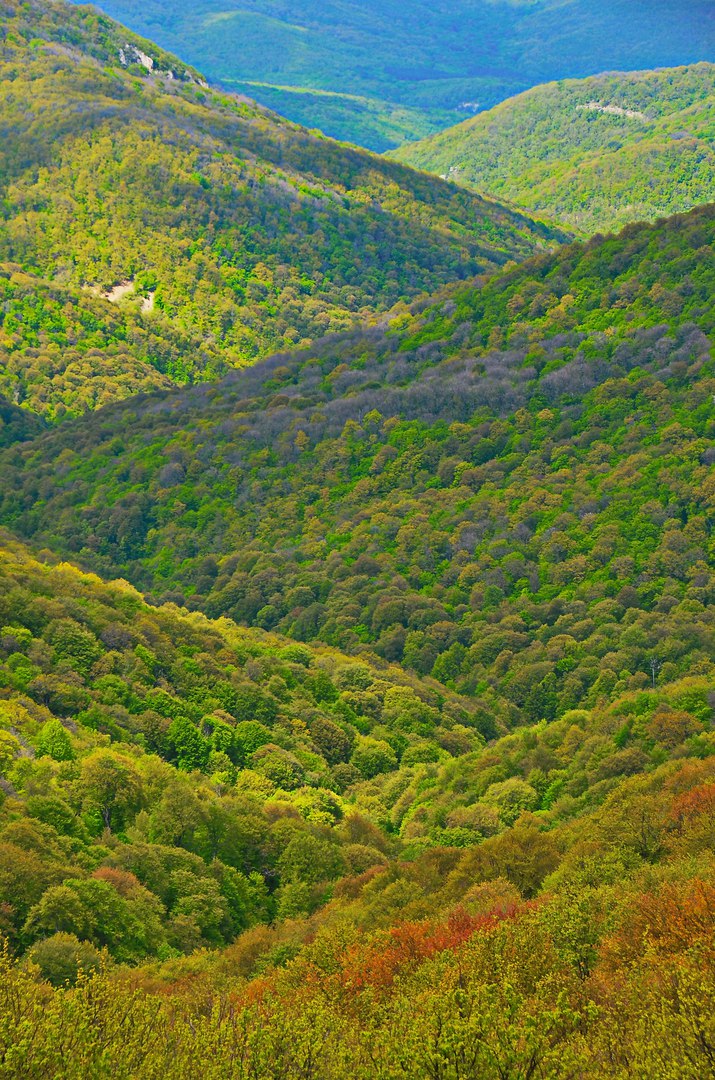 Чайная беседка
