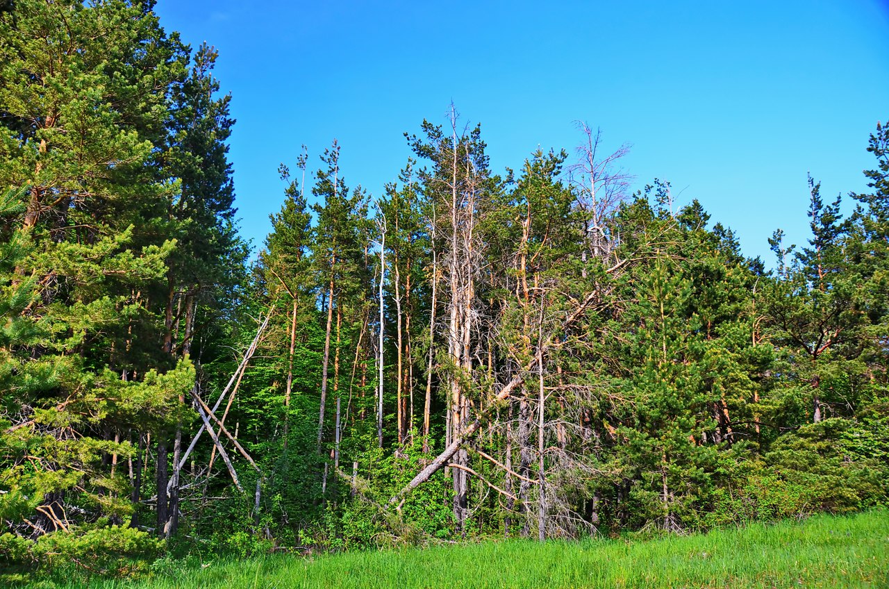 Чайная беседка