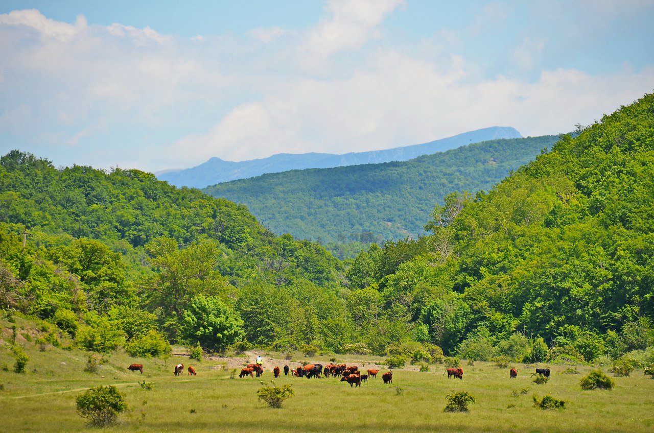 Чайная беседка